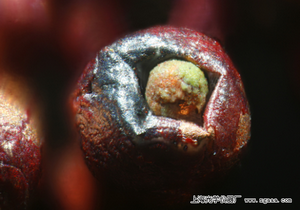 �@΢�R�µ�ɳ��