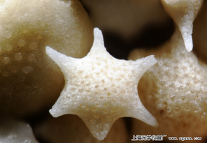 �@΢�R�µ��ձ��_�K�񸻍uɳ��