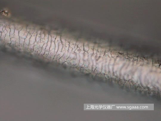 �@΢�R�¿����C��Ⱦ��p�����^�l(f��)